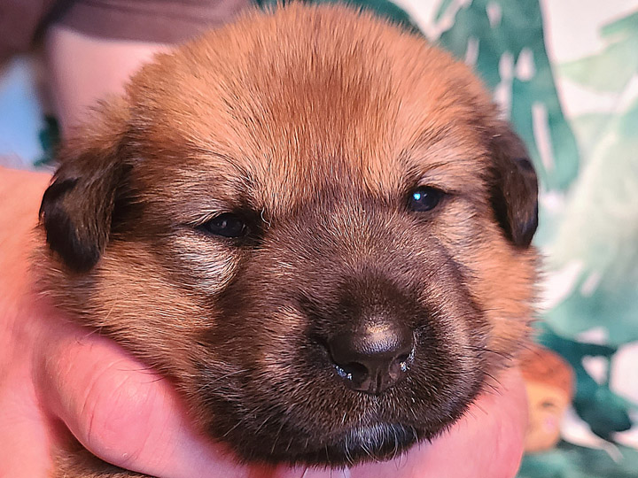 chinook puppy